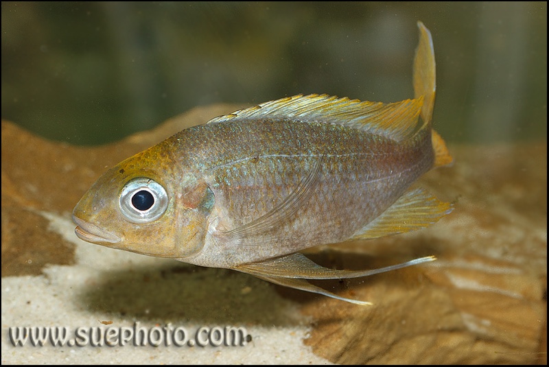 Ophthalmotilapia ventralis 'Samazi'